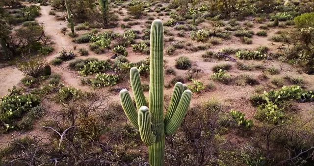 Les saguaros de l’Arizona