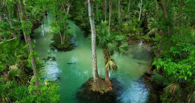 Une source au cœur de la végétation de Floride